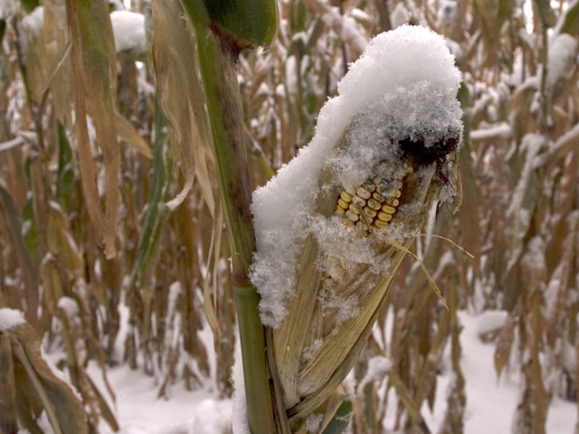 A major winter freeze and snowstorm could end the growing season for many immature corn and soybean fields in the northern Midwest this week, creating harvest challenges. (DTN file photo by Scott R Kemper)
